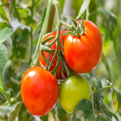 Tomato